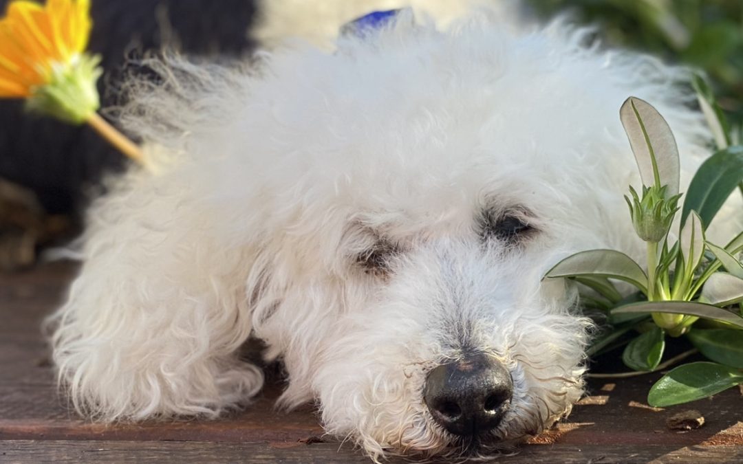 5 Beautiful Ways to Honour Your Pet in Spirit