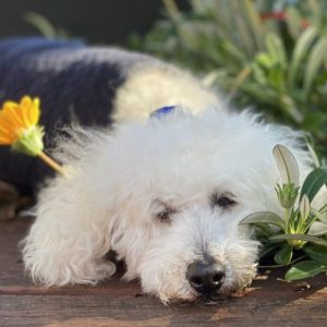 Lil Jess - Pet Loss and Grief