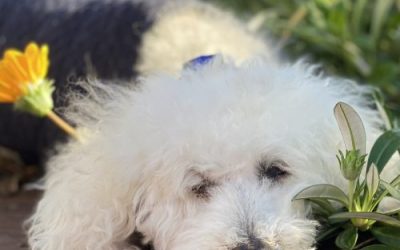 5 Beautiful Ways to Honour Your Pet in Spirit